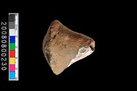 藏品(陶紡輪)的圖片