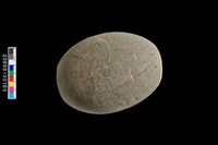 藏品(石錘)的圖片