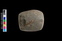 藏品(石錘)的圖片