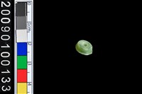 藏品(帶穿圓板墜飾)的圖片