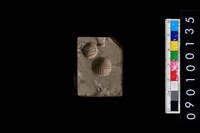 藏品(模具)的圖片