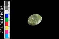 藏品(旋截圓核)的圖片