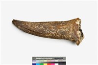 藏品(左邊牛角化石)的圖片