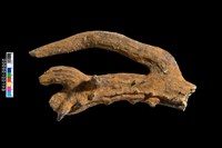 藏品(四不像鹿角化石)的圖片