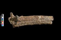 藏品(水鹿角化石)的圖片