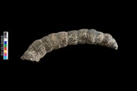 藏品(右羊角化石)的圖片