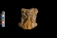 藏品(山羌頭部)的圖片