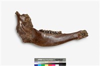 藏品(鹿左下顎骨化石)的圖片