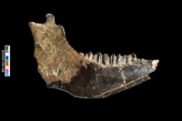 藏品(鹿右下顎骨化石)的圖片