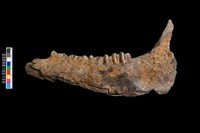 藏品(鹿右下顎骨化石)的圖片