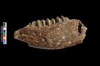 藏品(鹿左下顎骨化石)的圖片