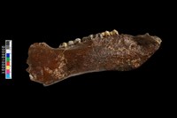 藏品(豬右下顎骨化石)的圖片