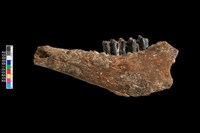 藏品(鹿左下顎骨化石)的圖片
