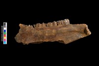 藏品(鹿左下顎骨化石)的圖片