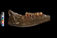 藏品(鹿右下顎骨化石)的圖片