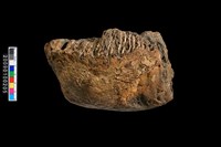 藏品(左邊大象下顎骨化石)的圖片