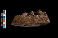 藏品(左下顎骨化石)的圖片