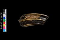 藏品(鹿齒化石)的圖片