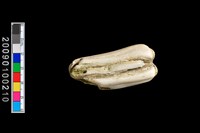 藏品(鹿齒)的圖片