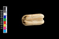 藏品(鹿齒)的圖片