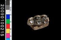 藏品(豬右上顎齒化石)的圖片