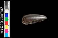 藏品(不明動物牙齒化石)的圖片