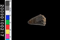 藏品(不明動物牙齒化石)的圖片