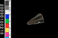 藏品(不明動物牙齒化石)的圖片