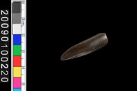 藏品(不明化石)的圖片