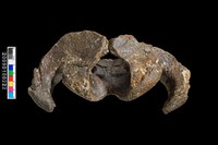 藏品(枕骨化石)的圖片