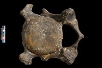 藏品(頸椎化石)的圖片