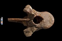 藏品(胸椎化石)的圖片