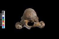 藏品(胸椎化石)的圖片