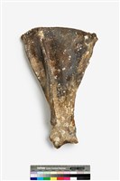 藏品(左肩胛骨化石)的圖片