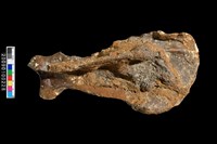 藏品(左肩胛骨化石)的圖片