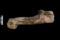 藏品(右肱骨化石)的圖片