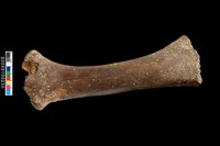 藏品(幼牛橈骨化石)的圖片
