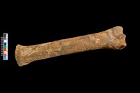 藏品(掌骨)的圖片