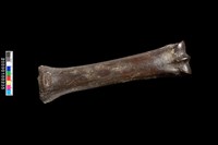 藏品(左掌骨化石)的圖片