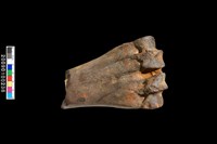 藏品(下肢掌骨化石)的圖片