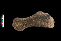 藏品(右腸骨化石)的圖片