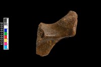 藏品(右盆骨化石)的圖片