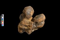 藏品(右股骨化石)的圖片