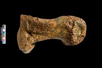 藏品(象腳趾骨化石)的圖片