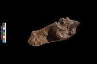 藏品(踝骨化石)的圖片