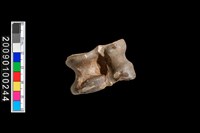 藏品(踝骨)的圖片