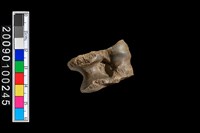 藏品(踝骨)的圖片