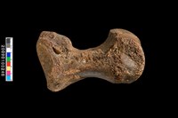 藏品(左腳拇趾化石)的圖片