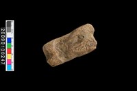 藏品(趾骨化石)的圖片