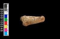 藏品(趾骨)的圖片